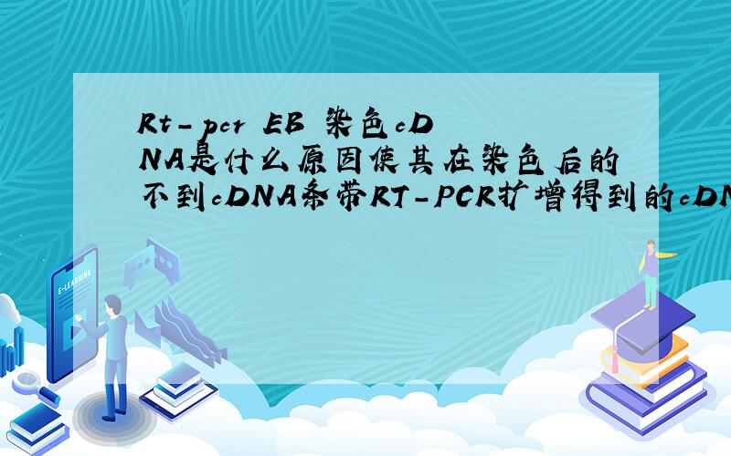 Rt-pcr EB 染色cDNA是什么原因使其在染色后的不到cDNA条带RT-PCR扩增得到的cDNA是什么原因使其在跑电泳之后不出现cDNA条带？