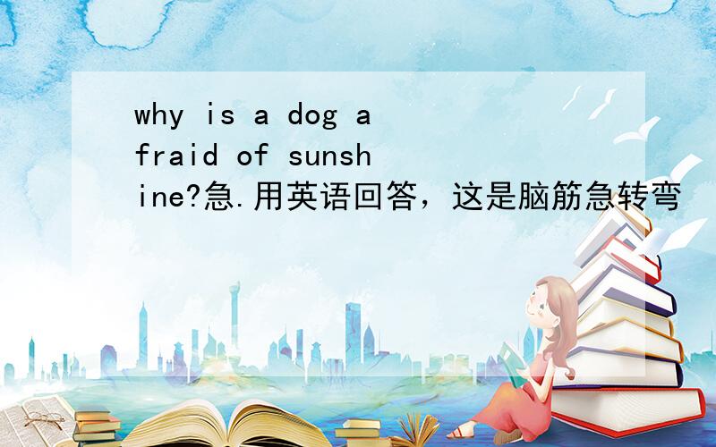 why is a dog afraid of sunshine?急.用英语回答，这是脑筋急转弯