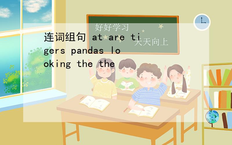 连词组句 at are tigers pandas looking the the