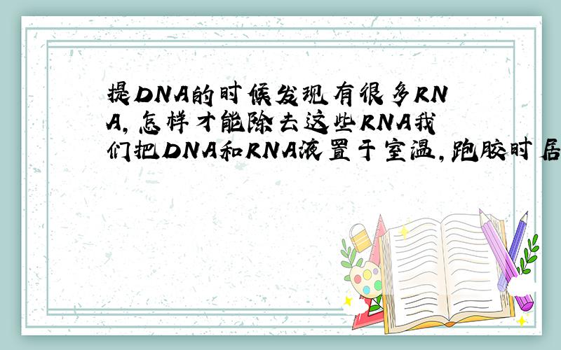 提DNA的时候发现有很多RNA,怎样才能除去这些RNA我们把DNA和RNA液置于室温,跑胶时居然没有了DNA,不知道为什么,按理说应该是RNA容易降解啊,怎么之前的DNA却没有了