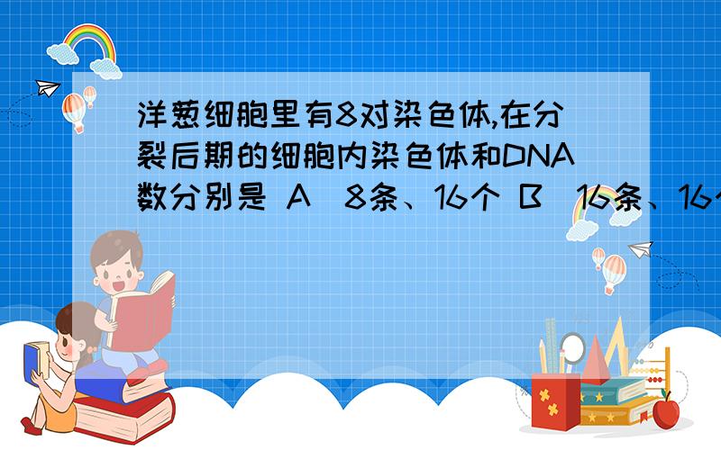 洋葱细胞里有8对染色体,在分裂后期的细胞内染色体和DNA数分别是 A．8条、16个 B．16条、16个 C．16条、32A．8条、16个 B．16条、16个C．16条、32个 D．32条、32个