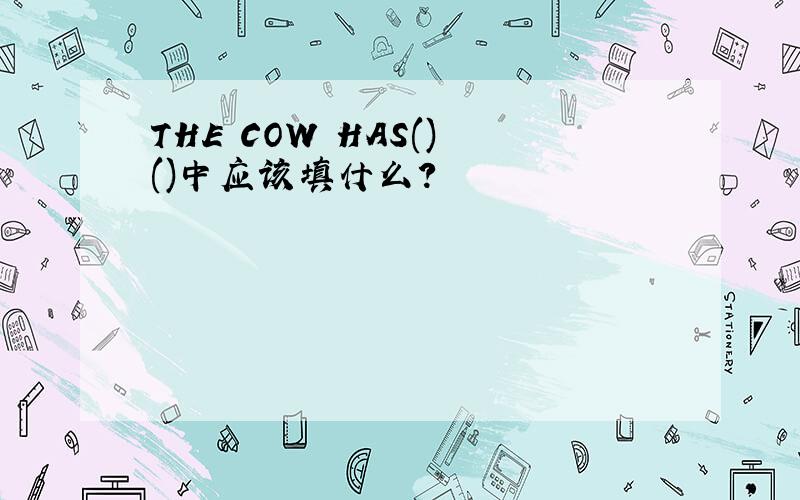 THE COW HAS() ()中应该填什么?