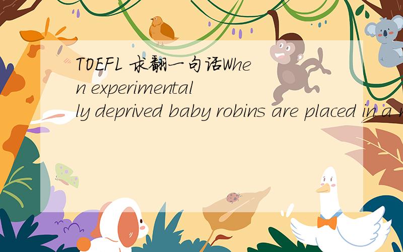 TOEFL 求翻一句话When experimentally deprived baby robins are placed in a nest with normally fed siblings, the hungry nestlings beg more loudly than usual—but so do their better-fed siblings, though not as loudly as the hungrier birds.
