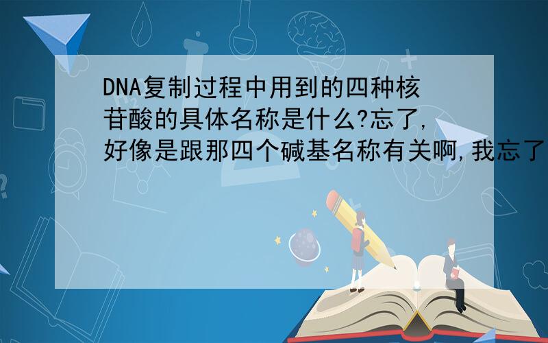 DNA复制过程中用到的四种核苷酸的具体名称是什么?忘了,好像是跟那四个碱基名称有关啊,我忘了啊,