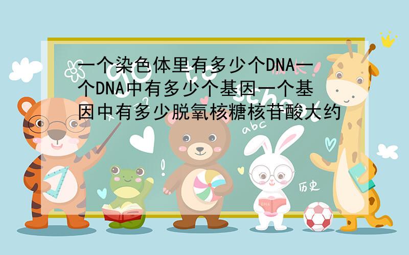 一个染色体里有多少个DNA一个DNA中有多少个基因一个基因中有多少脱氧核糖核苷酸大约