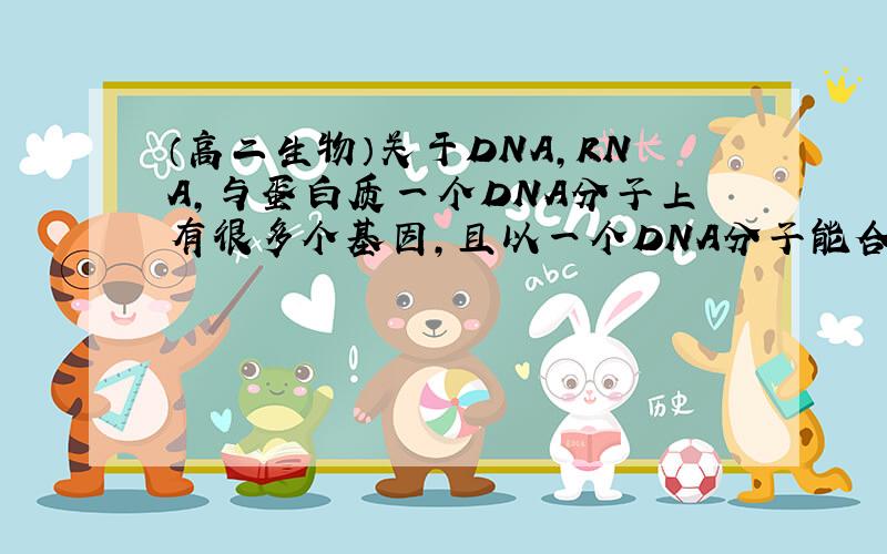 （高二生物）关于DNA,RNA,与蛋白质一个DNA分子上有很多个基因,且以一个DNA分子能合成一条RNA1 那么以一个RNA只能合成一个蛋白质分子,一条肽链吗?2 最后合成的这个蛋白质分子能表现或承载 不