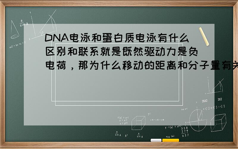 DNA电泳和蛋白质电泳有什么区别和联系就是既然驱动力是负电荷，那为什么移动的距离和分子量有关，而不是和所带的电荷大小有关呢？还有为什么蛋白质电泳时垂直的，DNA电泳是水平的呢