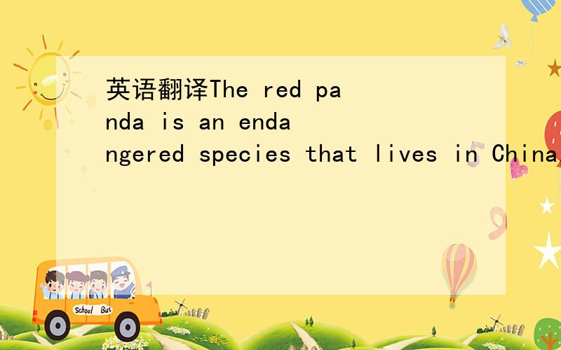 英语翻译The red panda is an endangered species that lives in China,Bhutan,Nepal,India,and Burma.It has a striped tail like a raccoon and is only distantly related to the much larger giant panda.only在这里怎么翻译