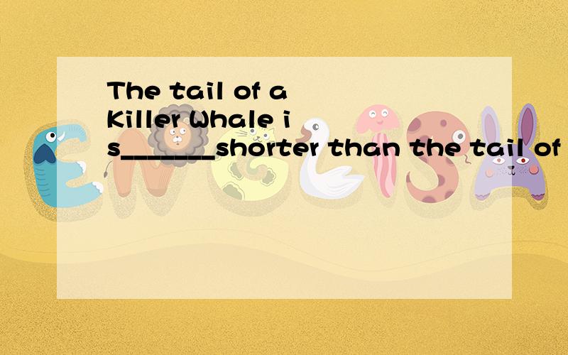 The tail of a Killer Whale is_______shorter than the tail of a Sperm Whale