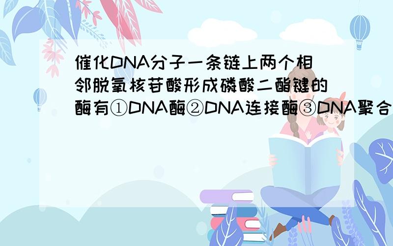 催化DNA分子一条链上两个相邻脱氧核苷酸形成磷酸二酯键的酶有①DNA酶②DNA连接酶③DNA聚合酶④逆转录酶选哪几个啊