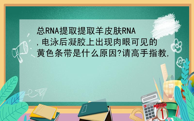总RNA提取提取羊皮肤RNA,电泳后凝胶上出现肉眼可见的黄色条带是什么原因?请高手指教,