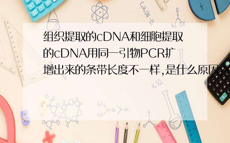 组织提取的cDNA和细胞提取的cDNA用同一引物PCR扩增出来的条带长度不一样,是什么原因?有什么方法改进吗