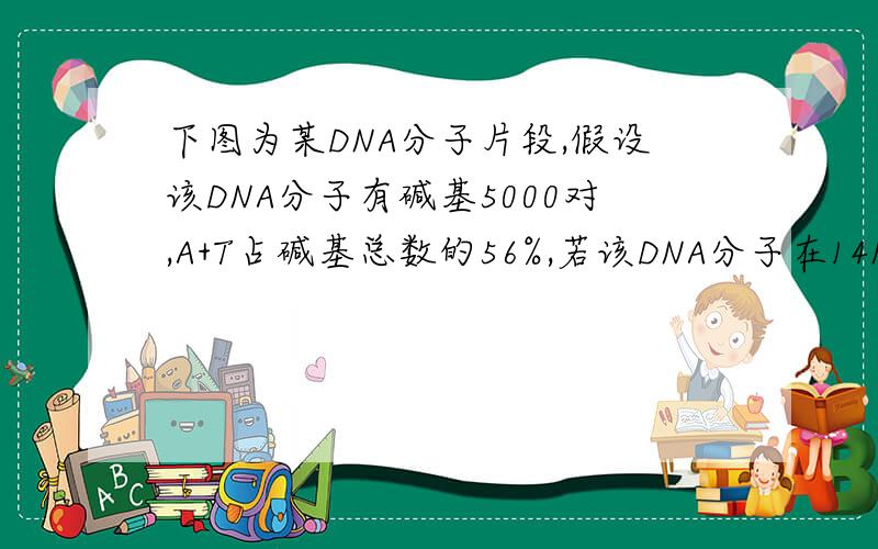 下图为某DNA分子片段,假设该DNA分子有碱基5000对,A+T占碱基总数的56%,若该DNA分子在14N的培养基中连续复制4次,下列叙述正确的是（）D.②处碱基对丢失,一定会导致转录出的mRNA改变,但不一定引