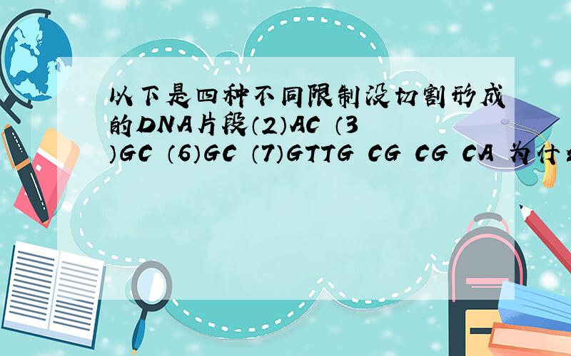 以下是四种不同限制没切割形成的DNA片段（2）AC （3）GC （6）GC （7）GTTG CG CG CA 为什么（2）和（7）我认为（2）和（3）（6）（7）都可以啊