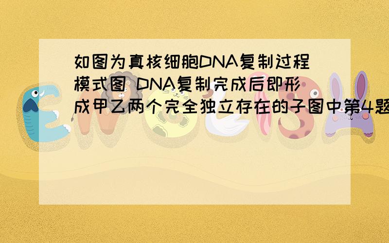 如图为真核细胞DNA复制过程模式图 DNA复制完成后即形成甲乙两个完全独立存在的子图中第4题