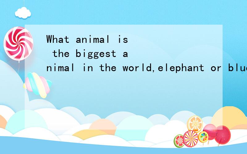What animal is the biggest animal in the world,elephant or blue whale?