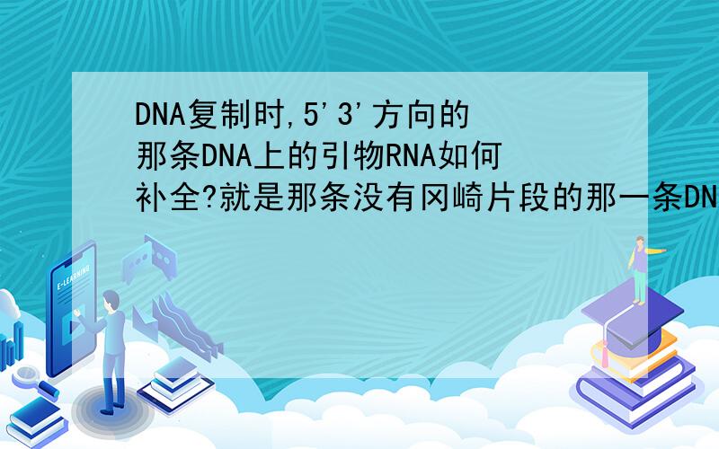 DNA复制时,5'3'方向的那条DNA上的引物RNA如何补全?就是那条没有冈崎片段的那一条DNA聚合酶在水解引物RNA之后,不是需要识别三号碳上的羟基(-OH)吗,则没有羟基时如何识别?猜想:是否与端粒有关